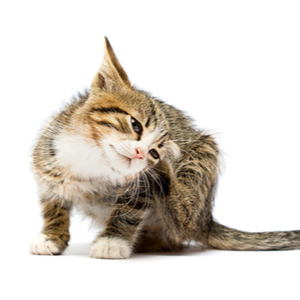 BARF-Plan Katze "ALLERGIE" bei Allergien