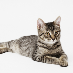 BARF-Plan Katze "HEALTHY" erwachsene gesunde Katze