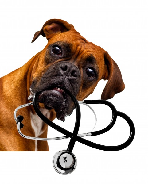Kochfutter-Plan Hund "SICK" - bei Krankheit